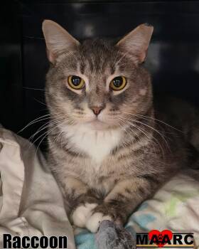 Domestic Short Hair Cats Available for Adoption - Raccoon | PetCurious