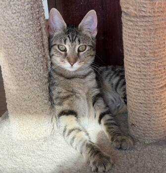 Aphrodite -  Domestic Short Hair Cat for Adoption in Williamsville, New York - Aphrodite | PetCurious