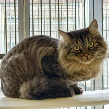 Rescue Domestic Long Hair Cats for Adoption in Goleta, California - Marko | PetCurious