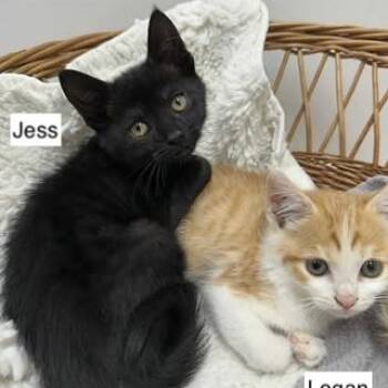 Rescue Domestic Short Hair Cats for Adoption in Madison, Wisconsin - Jess | PetCurious