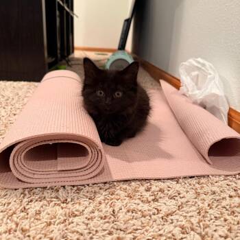 Barbarian -  Domestic Long Hair Cat for Adoption in West Des Moines, Iowa - Barbarian | PetCurious