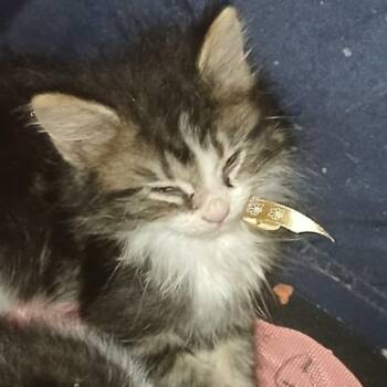 Rescue Domestic Long Hair Cats for Adoption in Danville, Illinois - A.B. | PetCurious