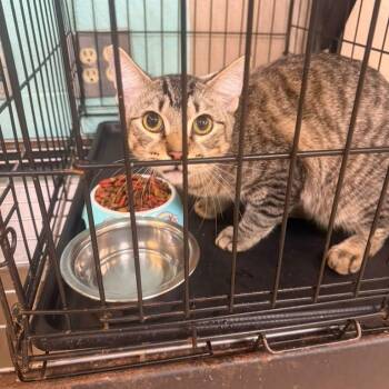 George -  Domestic Short Hair Cat for Adoption in Gadsden, Alabama - George | PetCurious