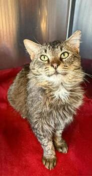 Domestic Short Hair Cats Available for Adoption in Columbia, Tennessee - Toby | PetCurious