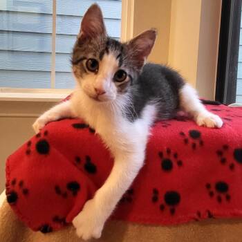 Woody -  Domestic Short Hair Cat for Adoption in Houston, Texas - Woody | PetCurious