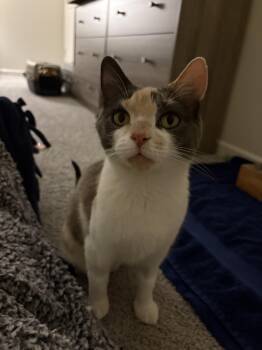 Misty -  Dilute Calico Cat for Adoption in Greenwood, Indiana - Misty | PetCurious