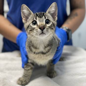 Rescue Domestic Short Hair Cats for Adoption in Riverside, California - Vato | PetCurious