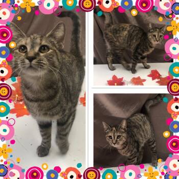 Rescue Domestic Short Hair Cats for Adoption in Buckhannon, West Virginia - TINY T | PetCurious