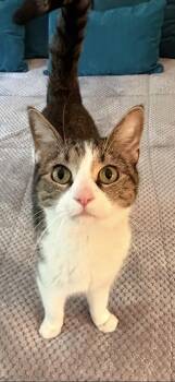 Domestic Short Hair Cats Available for Adoption in Nashville, Tennessee - Naomi | PetCurious