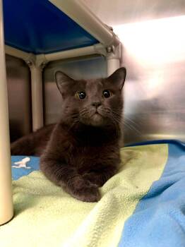 PRINCE -  Domestic Short Hair Cat for Adoption in Delson, Quebec - PRINCE | PetCurious