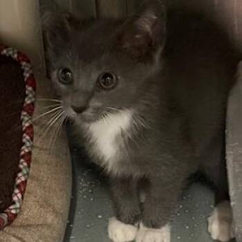 Hairy Styles -  Domestic Short Hair Cat for Adoption in Honesdale, Pennsylvania - Hairy Styles | PetCurious