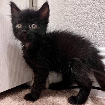 Pepper 54168 -  Domestic Short Hair Cat for Adoption in Las Vegas, Nevada - Pepper 54168 | PetCurious