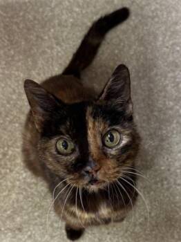 Domestic Short Hair Cats Available for Adoption in Seneca, South Carolina - Callie -Available As An Outdoor Cat | PetCurious