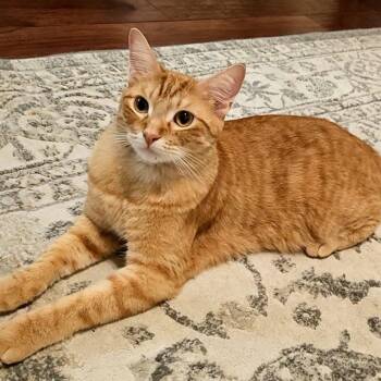 Rescue Domestic Short Hair Cats for Adoption in Lantana, Texas - Blaze | PetCurious