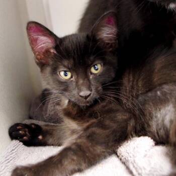 Bolo Tie -  Domestic Short Hair Cat for Adoption in Seattle, Washington - Bolo Tie | PetCurious