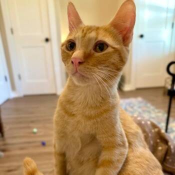Ranger Roo -  Tabby and Domestic Short Hair Cat for Adoption in Friendswood, Texas - Ranger Roo | PetCurious