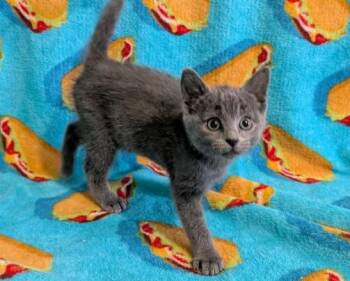 AQUELARRE -  Domestic Short Hair Cat for Adoption in Colorado Springs, Colorado - AQUELARRE | PetCurious