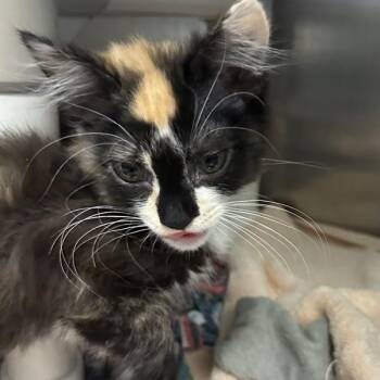 Maybelle Mayhem -  Domestic Medium Hair Cat for Adoption in Walnut Creek, California - Maybelle Mayhem | PetCurious