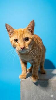 SCORPIO -  Domestic Short Hair Cat for Adoption in Jacksonville, Florida - SCORPIO | PetCurious