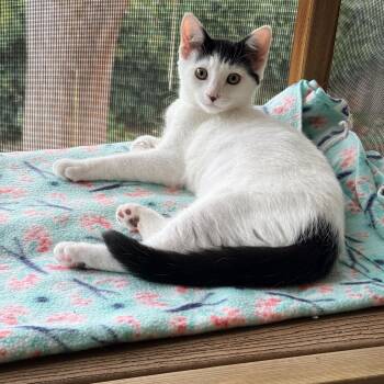 Bessie -  Domestic Short Hair Cat for Adoption in Portland, Oregon - Bessie | PetCurious