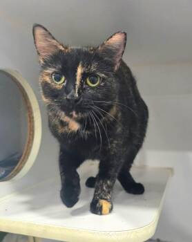 Peppermint Patty -  Tortoiseshell and Domestic Short Hair Cat for Adoption in Greensburg, Pennsylvania - Peppermint Patty | PetCurious