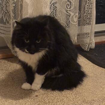 Domestic Long Hair Cats Available for Adoption in Medfield, Massachusetts - Tootsie - Courtesy Post | PetCurious