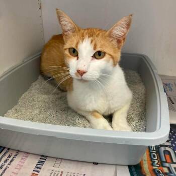 Bugsy -  Domestic Short Hair Cat for Adoption in Duncan, Oklahoma - Bugsy | PetCurious