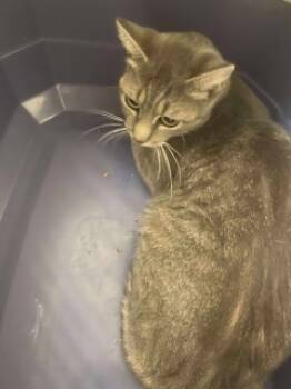 Rescue Domestic Short Hair Cats for Adoption in Joplin, Missouri - Summer 125303 | PetCurious