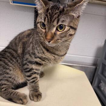 Ruby -  Domestic Short Hair Cat for Adoption in Greenville, South Carolina - Ruby | PetCurious