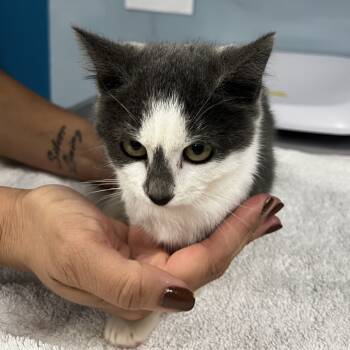 Rescue Domestic Medium Hair Cats for Adoption in Vineland, New Jersey - Butterball | PetCurious