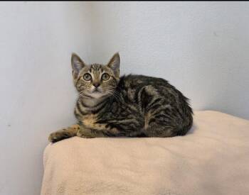 Bradshaw -  Domestic Short Hair Cat for Adoption in Sunrise, Florida - Bradshaw | PetCurious