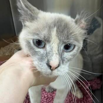 Clauddine -  Siamese Cat for Adoption in Lynchburg, Virginia - Clauddine | PetCurious