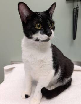 Domestic Short Hair Cats Available for Adoption - Lemon Squeezy | PetCurious