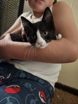 Milo -  Domestic Short Hair Cat for Adoption in Virginia Beach, Virginia - Milo | PetCurious