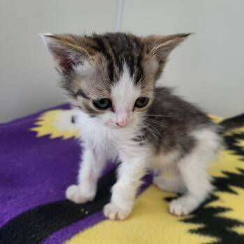 Cera -  Domestic Short Hair Cat Available for Adoption in Kanab, Utah - Cera | PetCurious