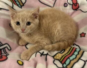 Cheerio -  Tabby Cat for Adoption in Seaford, New York - Cheerio | PetCurious