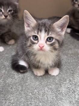 Morsel -  Domestic Short Hair Cat for Adoption in Hackensack, Minnesota - Morsel | PetCurious