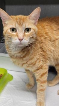 Boo Boo -  Domestic Short Hair Cat Available for Adoption in Metter, Georgia - Boo Boo | PetCurious