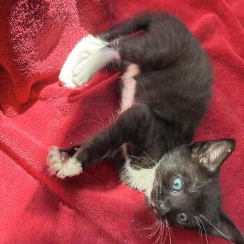 Tuesday 2 -  Domestic Short Hair Cat for Adoption - Tuesday 2 | PetCurious