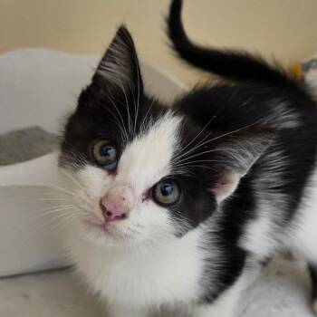 Cupcake -  Domestic Short Hair Cat for Adoption in Zanesville, Ohio - Cupcake | PetCurious