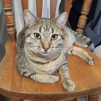Tabby and Domestic Short Hair Cats Available for Adoption in Antioch, California - Arlo | PetCurious