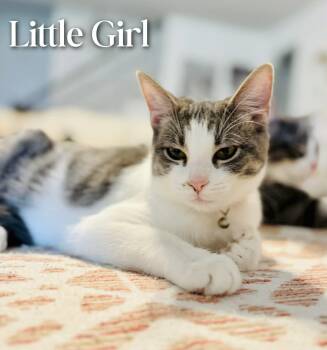 Domestic Short Hair Cats Available for Adoption - Little Girl | PetCurious
