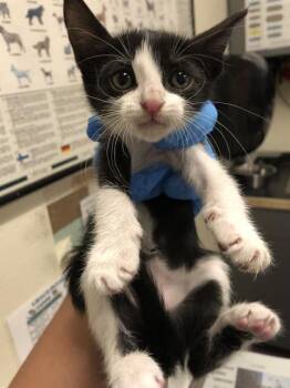 Rescue Domestic Short Hair Cats for Adoption in Long Beach, California - MILA | PetCurious