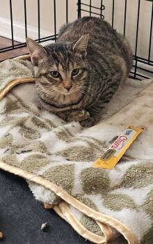 Rescue Domestic Short Hair Cats for Adoption in Philadelphia, Pennsylvania - Cheeta | PetCurious