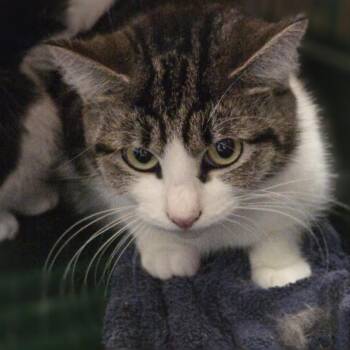 Chai -  Domestic Short Hair Cat for Adoption in Pittsford, Vermont - Chai | PetCurious