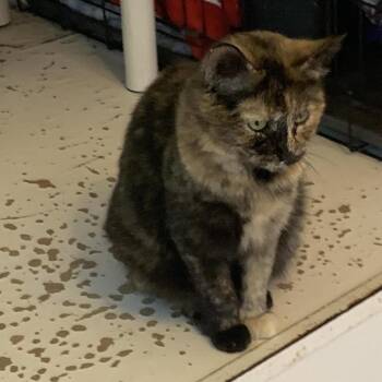 Domestic Short Hair Cats Available for Adoption in Hearne, Texas - Sissy | PetCurious