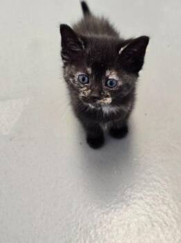 Domestic Short Hair Cats Available for Adoption - Marcia | PetCurious