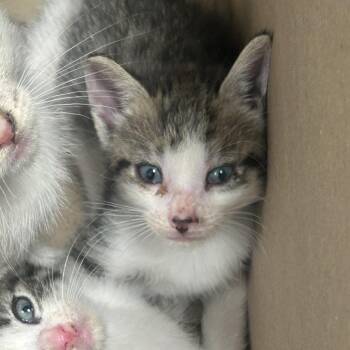 Balerion -  Domestic Short Hair Cat for Adoption in Philadelphia, Pennsylvania - Balerion | PetCurious