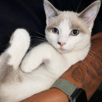 Addie -  Snowshoe and Domestic Short Hair Cat for Adoption in Antioch, California - Addie | PetCurious