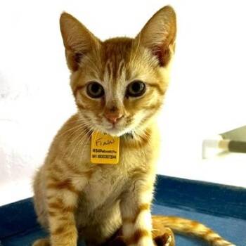 Finn - Social and Fun -  Tabby Cat for Adoption in Hoquiam, Washington - Finn - Social And Fun | PetCurious